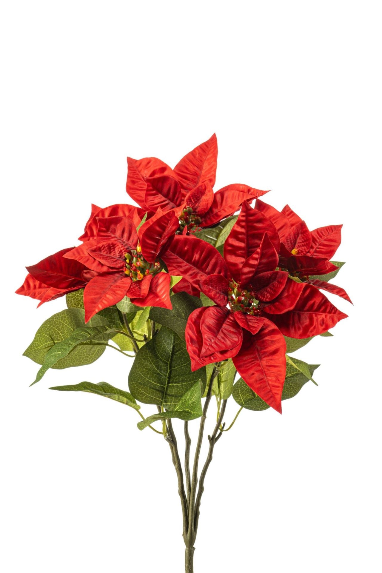 Poinsettia bush x5 red 42cm