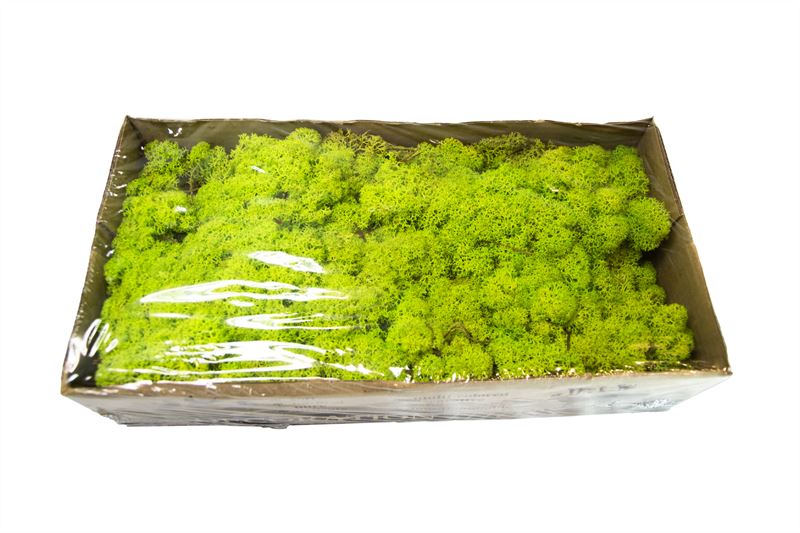 IJslandsmos gepreserveerd springgro