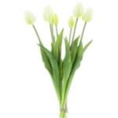Classic tulip x7 cream 47cm 