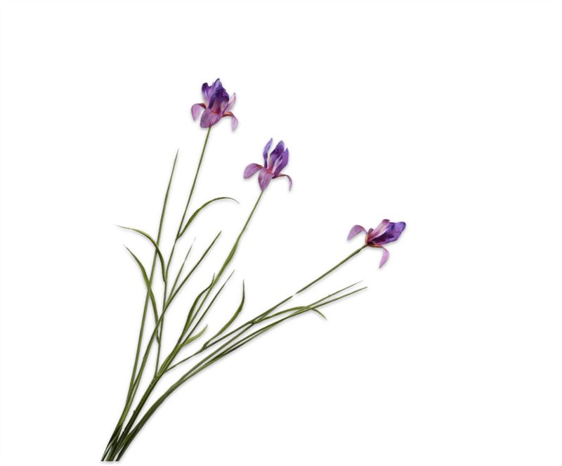 Iris 71cm paars 24/ds