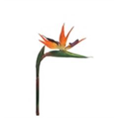 Strelitzia 84cm oranje á 12 stuks