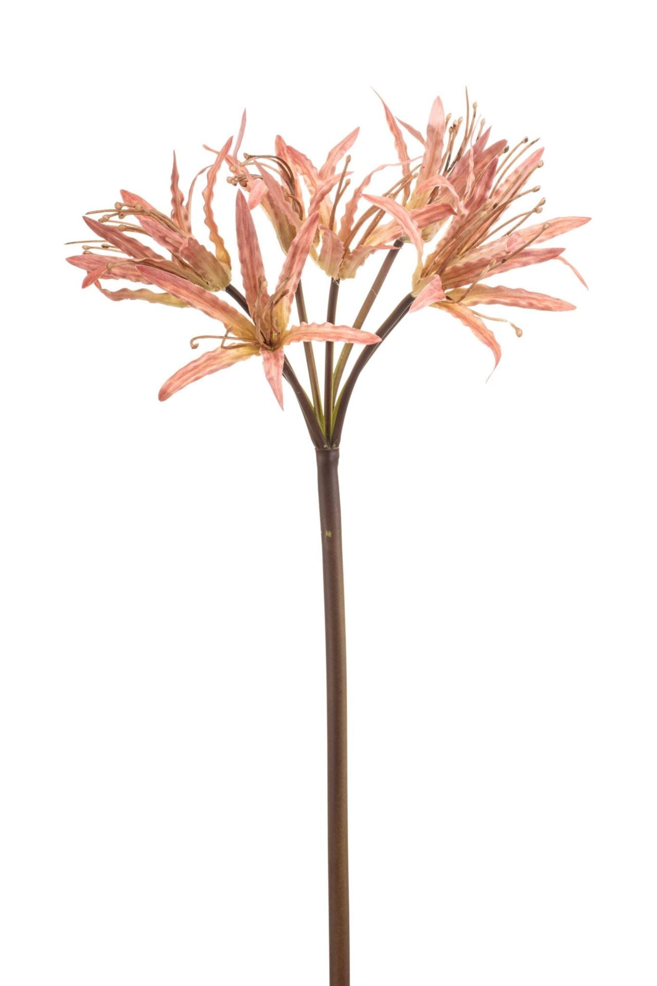Nerine spray mauve 95cm