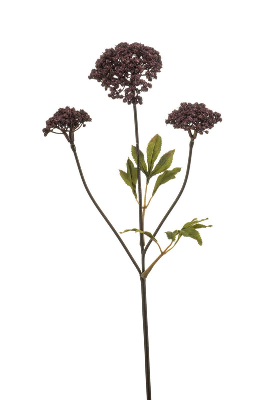 Achillea spray burgundy 70cm
