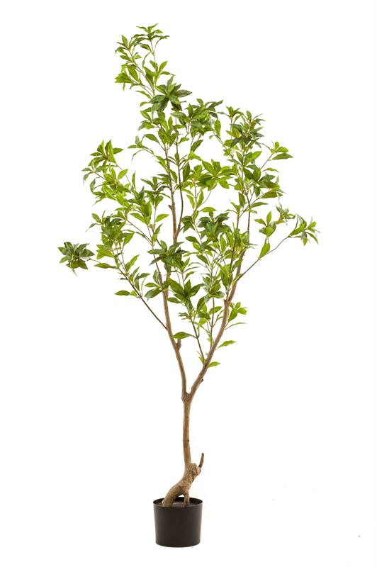 Tea leaf tree 185cm