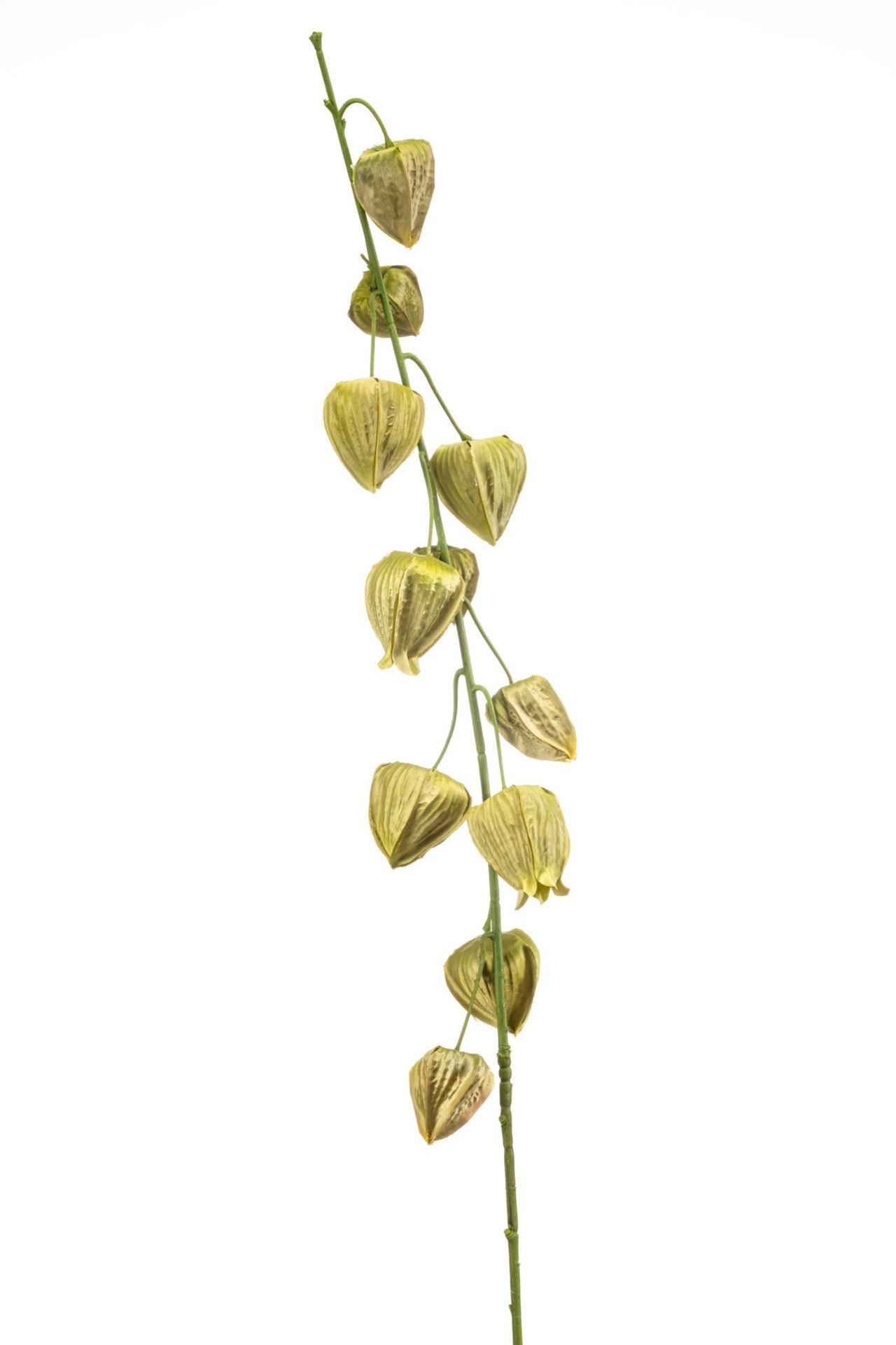 Physalis spray green 97cm