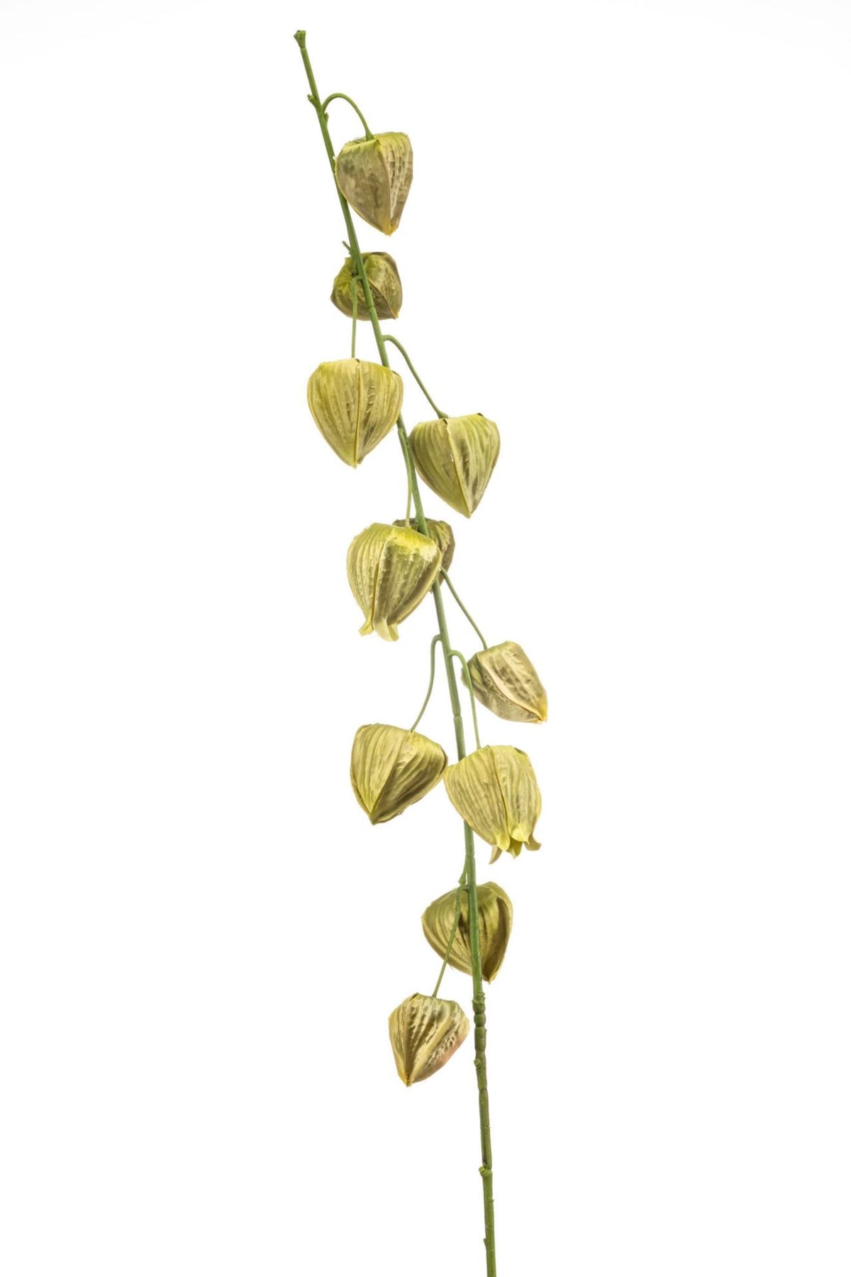 Physalis spray green 97cm