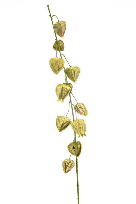 Physalis spray green 97cm