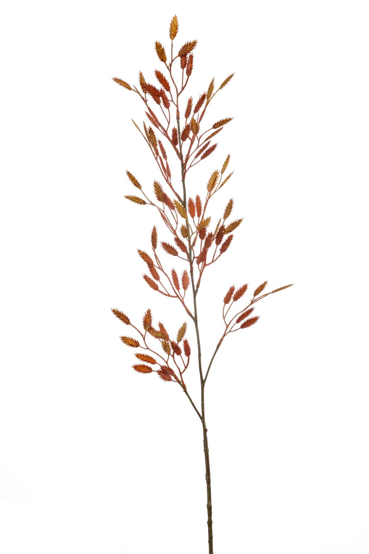 Briza spray orange 100cm
