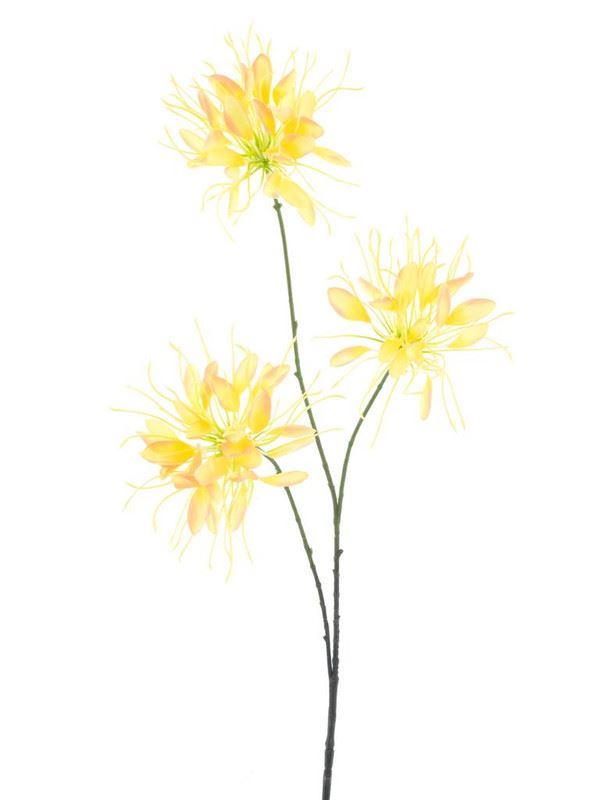 Spider flower spray yellow 94cm