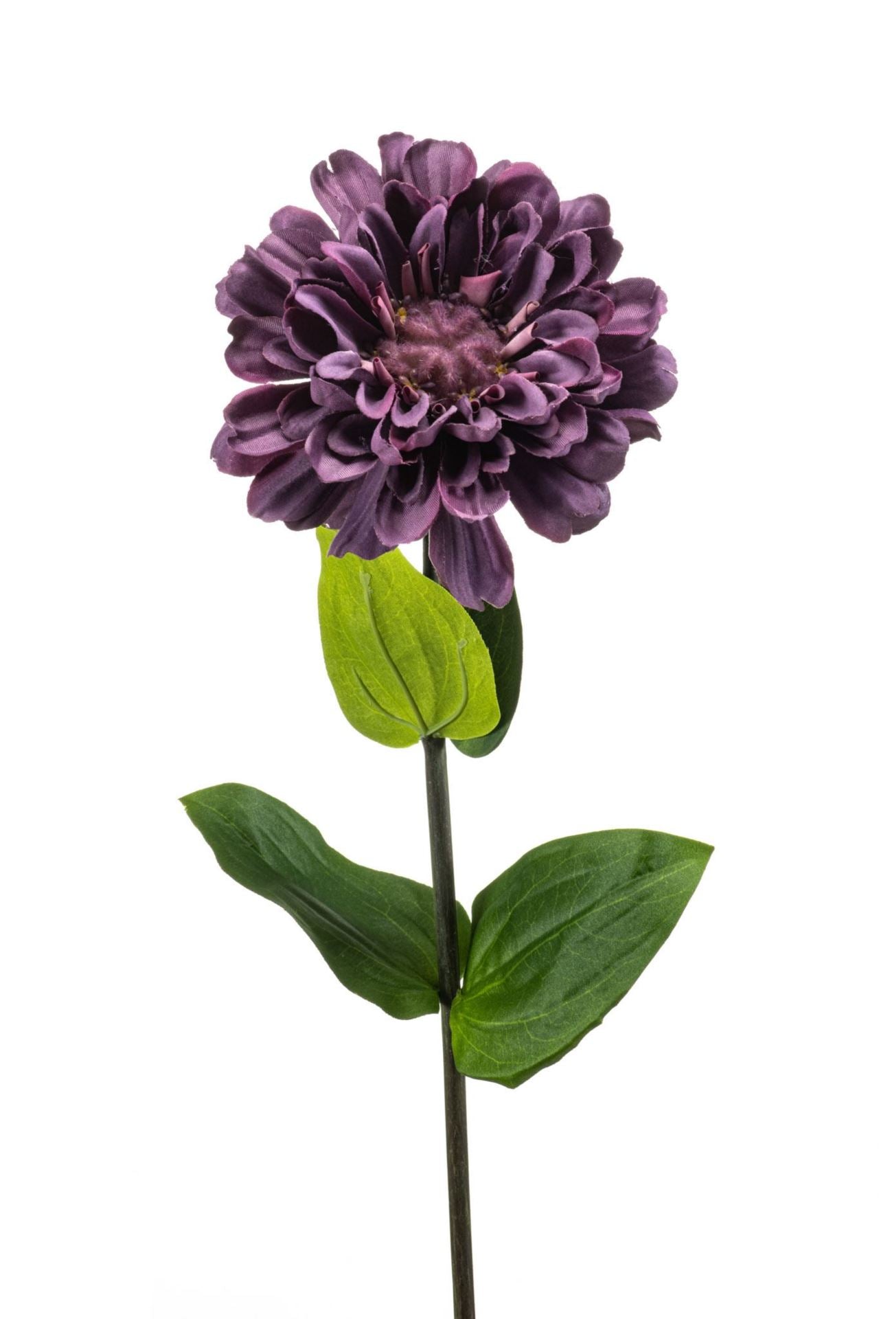 Zinnia spray purple 55cm