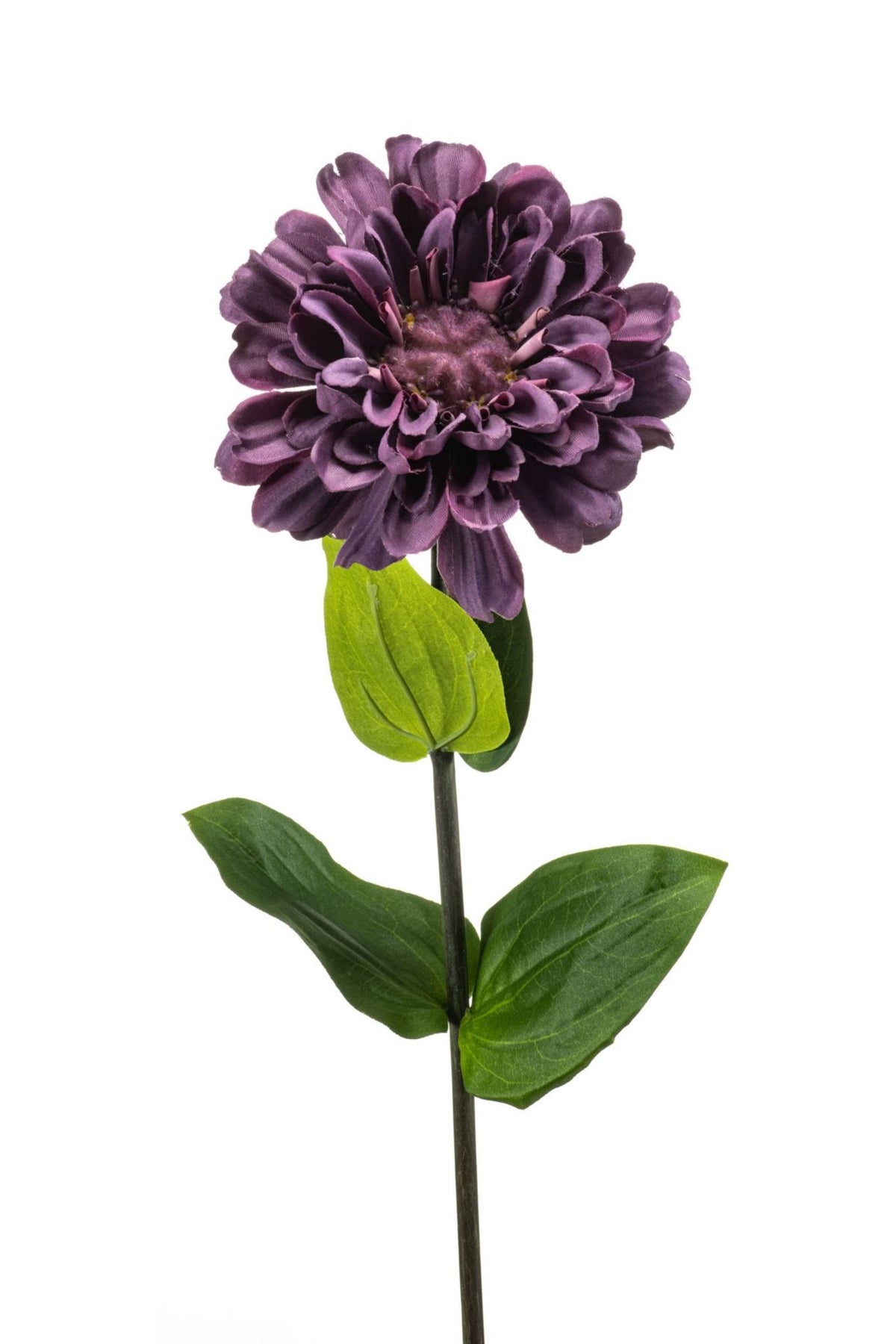 Zinnia spray purple 55cm