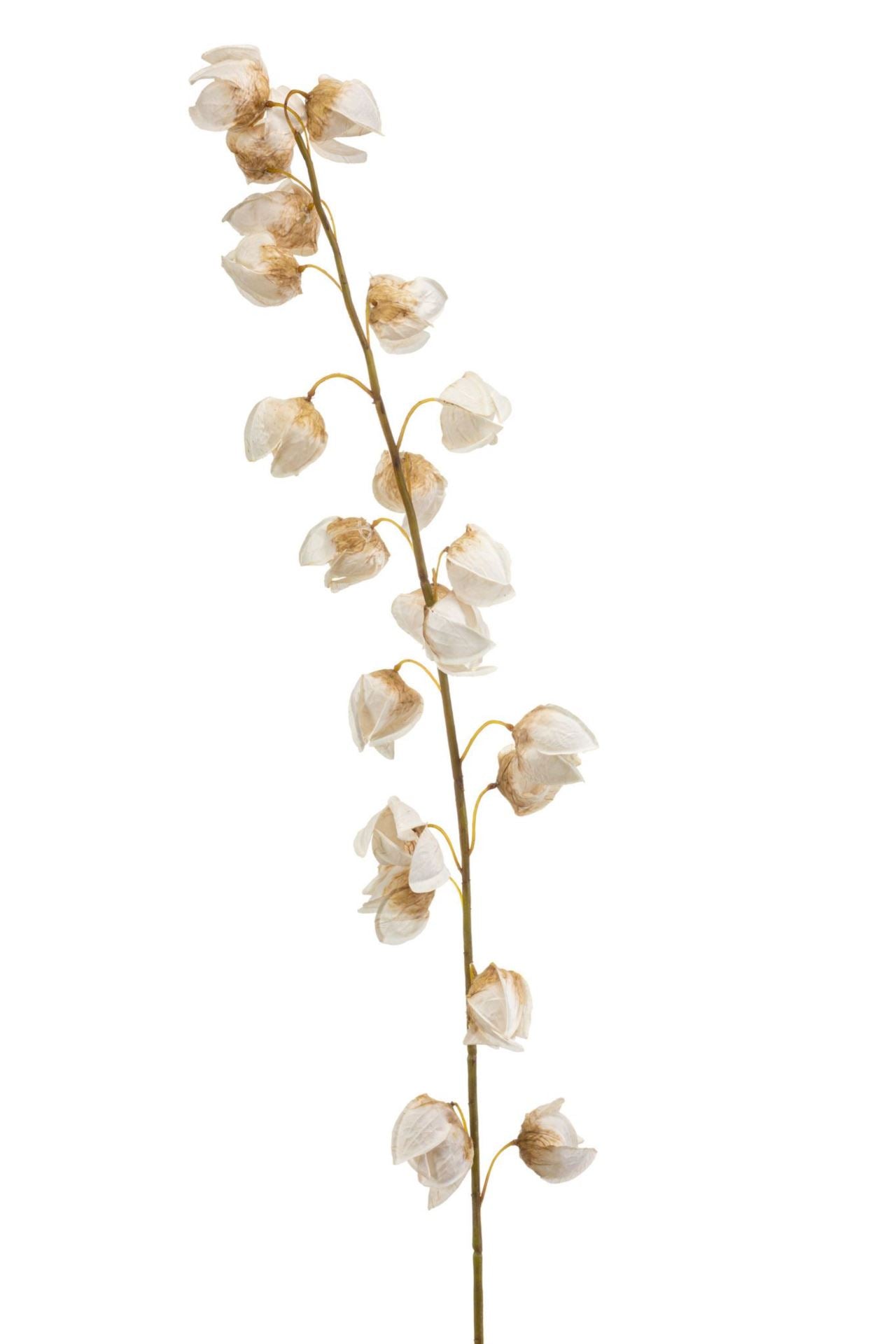 Physalis spray cream 130cm