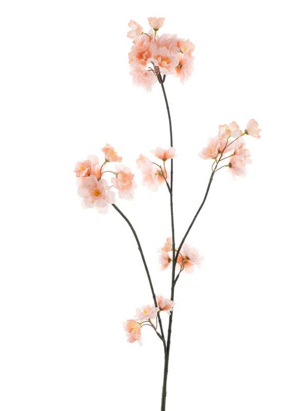 Prunus Malaga spray zie A401494