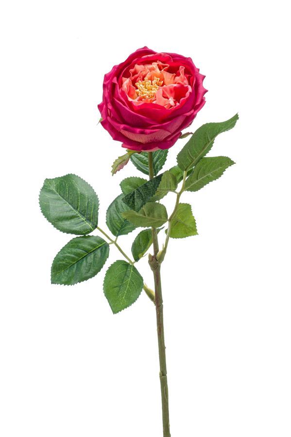 Rose jenny spray RT beauty 60cm