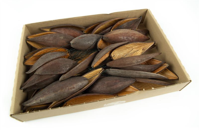 Canoinhas o/dr. naturel50 st