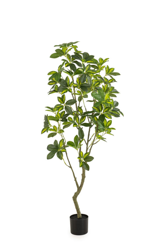 Schefflera plant gr/gl 150cm KD