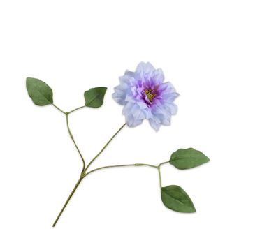 CLEMATIS TAK LAVEND