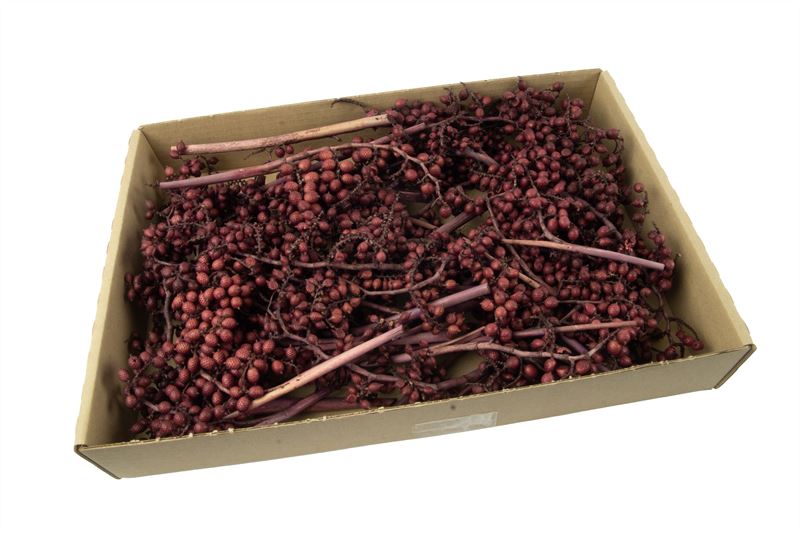 Canella aubergine