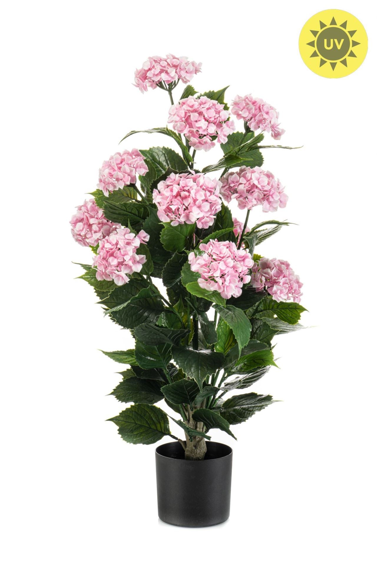 Hydrangea pink UV in pot 90cm