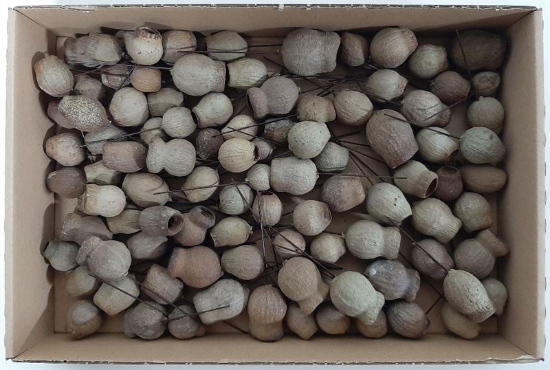 Eucalyptus bells op draad naturel 1