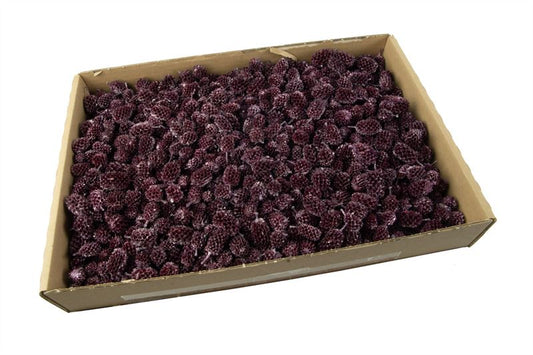 Casuarinakoppen pearl wash brombeer