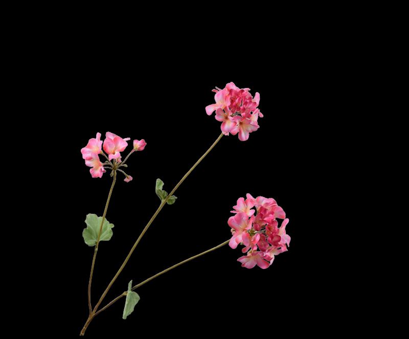 GERANIUM TAK BEAUTY  75 cm