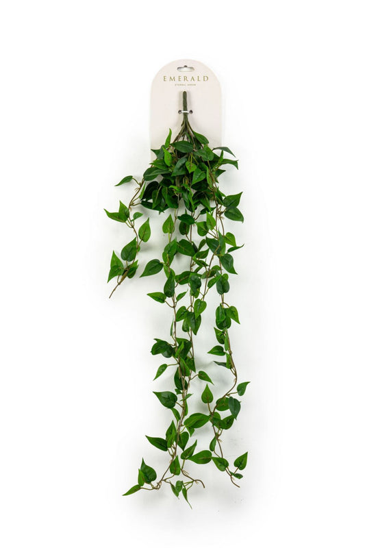 Philodendron hangende struik grn 85