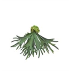 Platycerium 60cm groen á 6 stuks