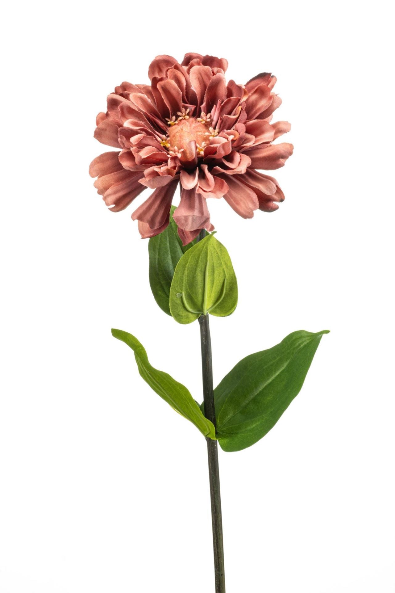 Zinnia spray mauve 55cm