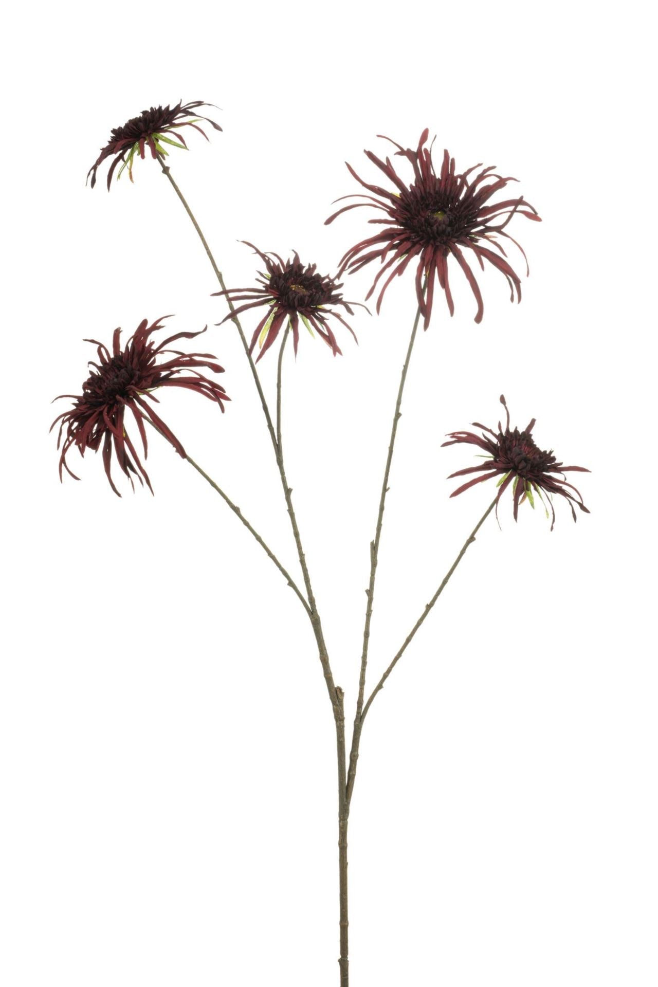 Chrysantum spider spray burgundy 11