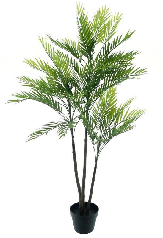 Areca palm Aruba in pot gr 140cm