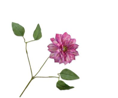 CLEMATIS TAK BEAUTY