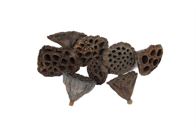 Lotus klein naturel100 st