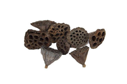 Lotus klein naturel100 st