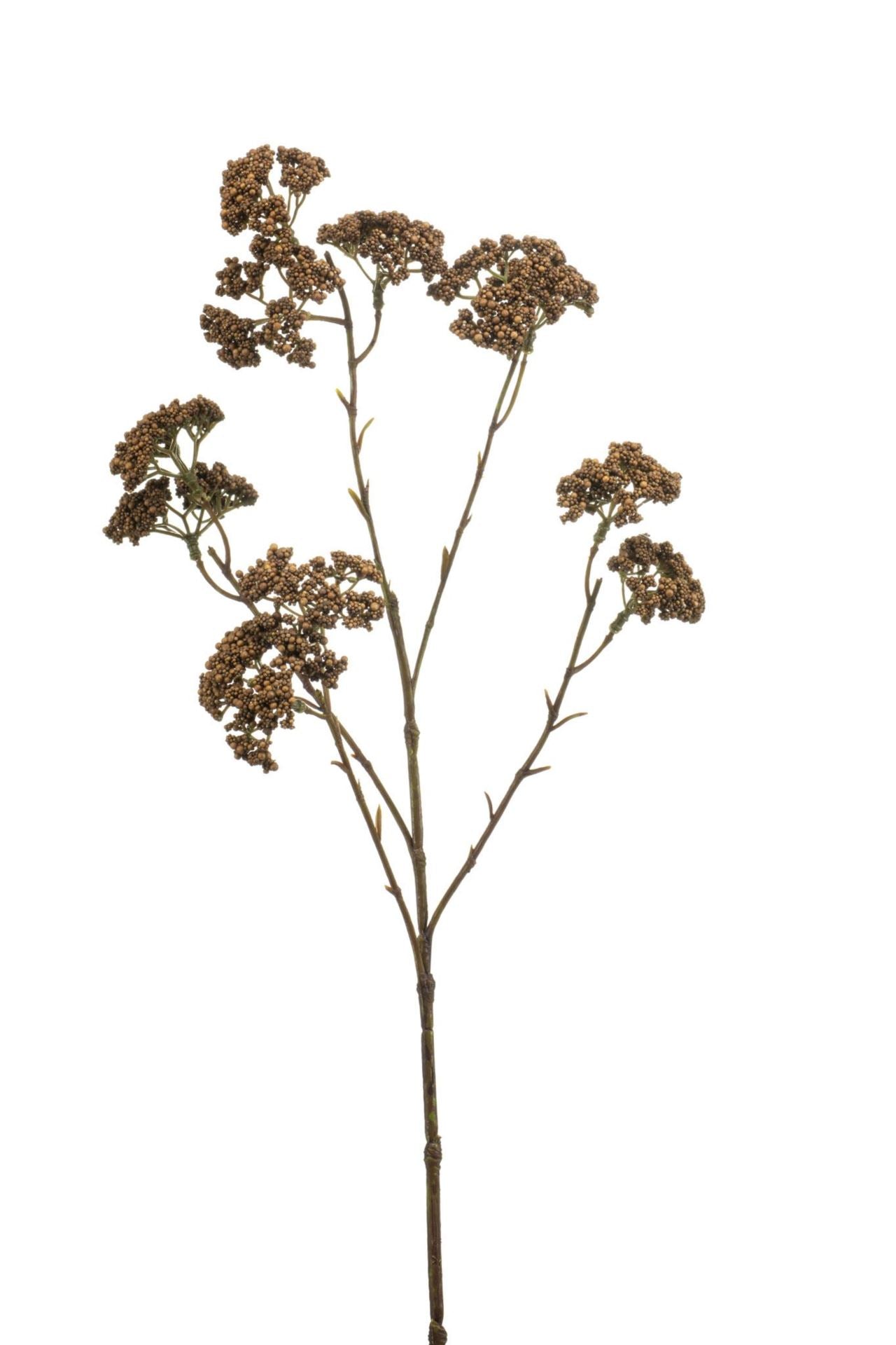 Achillea spray brown 60cm