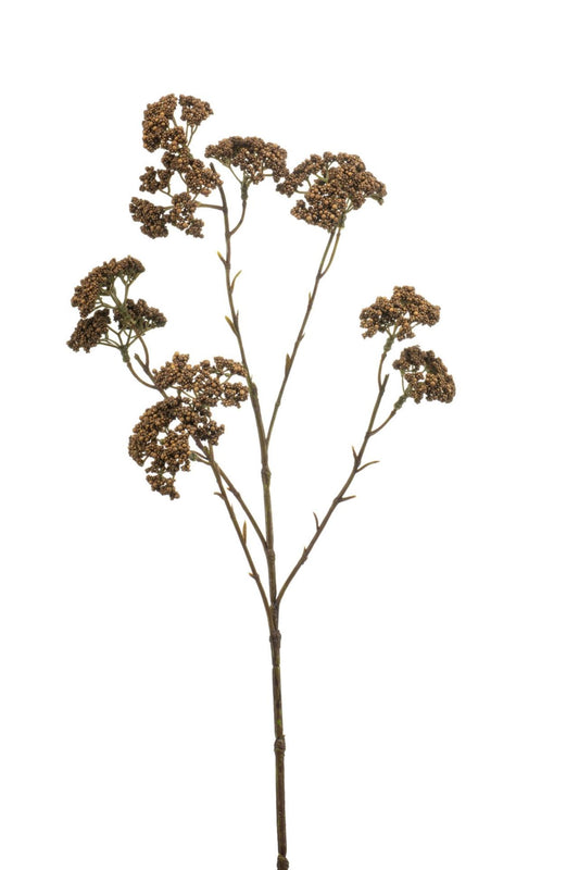 Achillea spray brown 60cm