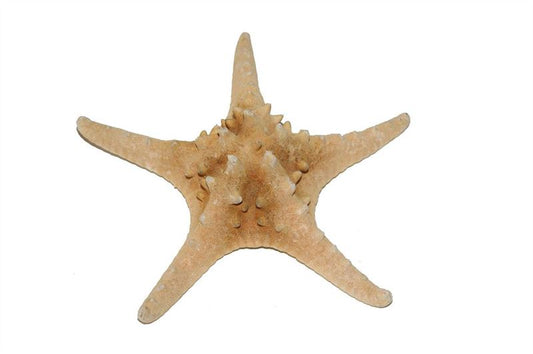 Zeesterren rhino nat.5 st