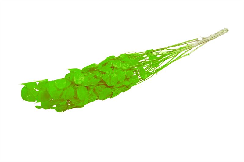 Lunaria appelgroen