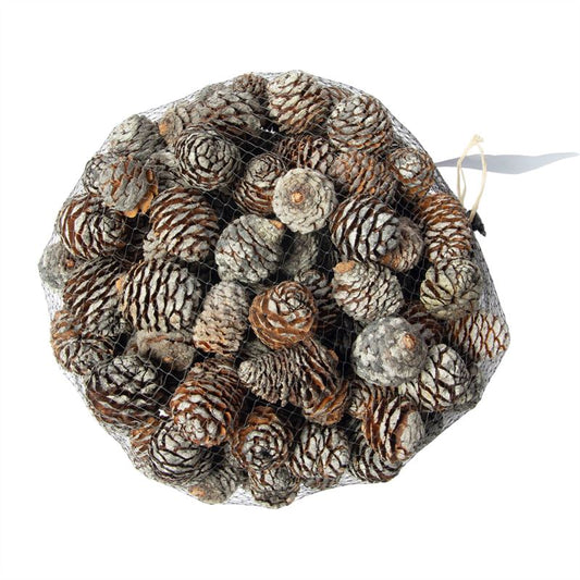 Leucadendron murii koppen in netje