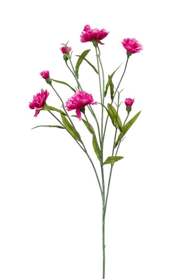 Dianthus mini spray beauty 70cm
