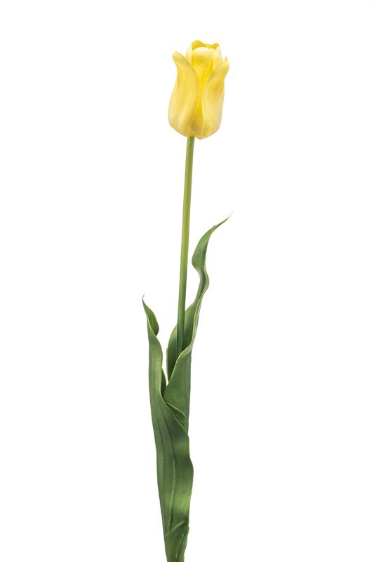 Tulip france spray lt yellow 66cm