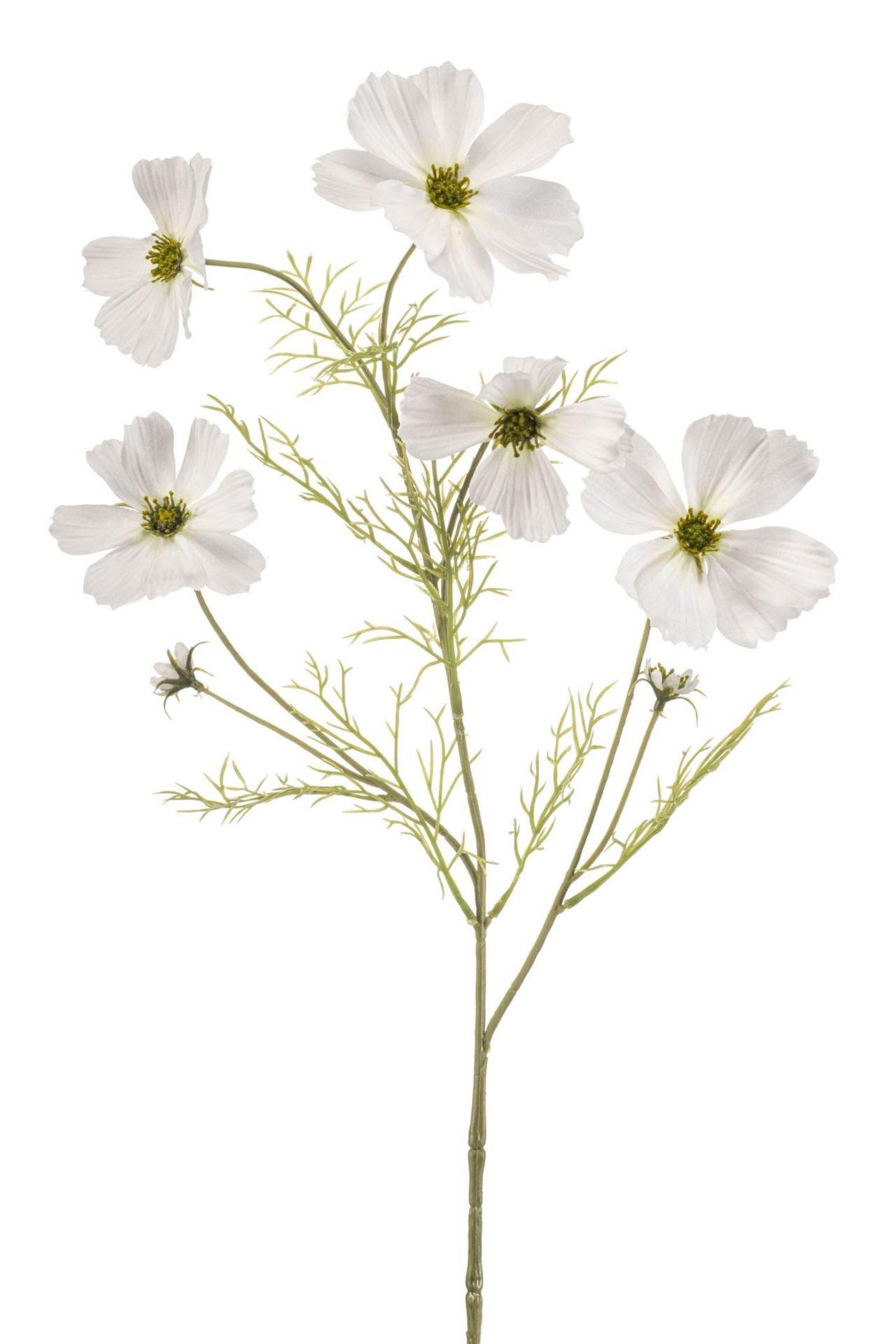 Cosmos spray white 75cm á 12 stuks