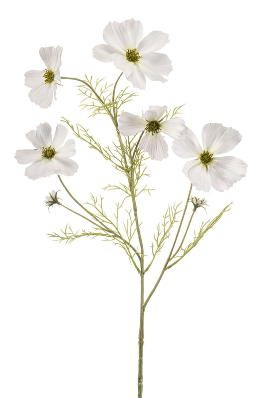 Cosmos spray white 75cm á 12 stuks