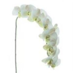 Phalaenopsis Bensa white 111cm á 6 stuks